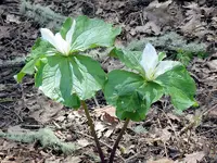 trillium3A.webp trillium3A.webp