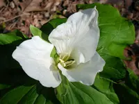 trillium1A.webp