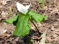 trillium2A.webp
