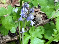 blue bells1.webp blue bells1.webp