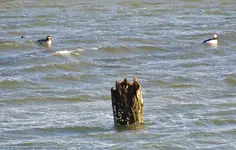 ducks in wind 002.webp