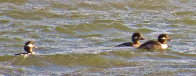 ducks in wind 006.webp