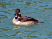 sea ducks 002.webp