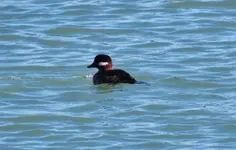 sea ducks 019.webp