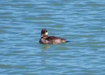 sea ducks 021.webp