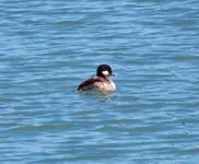 sea ducks 022.webp