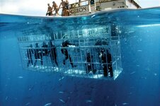 Shark-Diver-Cages.jpg