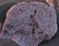 driftwood collecting 034.webp