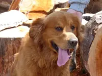 Duke6A.webp