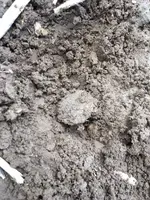 ImageUploadedByTreasureNet.com1494191986.900489.webp