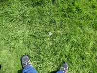Dandylion.webp