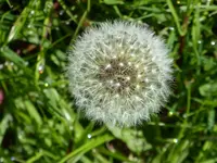 Dandylion1.webp