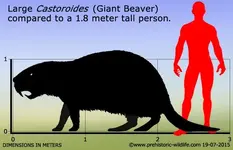 castoroides-size.webp