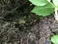 ImageUploadedByTreasureNet.com1497717416.196577.webp
