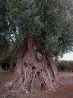olivetree.webp