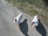 Moochers.webp