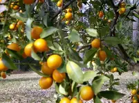 Kumquats.webp