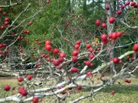 Parsley Haw.webp