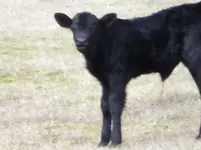 Calf.webp
