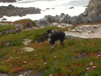 Alan and Buddy 002.webp