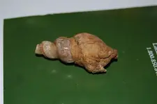 shell.webp