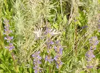 springtime_002.webp