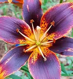 20170606_194929 b.webp