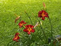 DSCN0188.webp