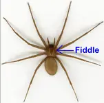 altus_fiddle.webp altus_fiddle.webp