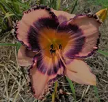 DSCN0183.webp