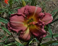 DSCN0173a.webp