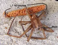 SpiderUnknown.webp