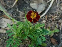 CRW_2587_edit.webp