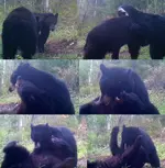 Bear Scrap 1.webp