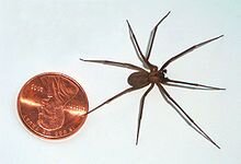 220px-Brown-recluse-coin-edit.jpg