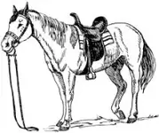 Gift Horse.webp