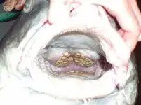 imagesee.webp