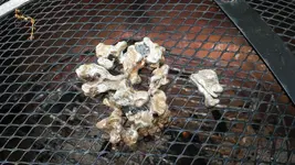 20170618_100853_Burst01.webp