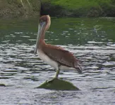 birds at the port 018.webp