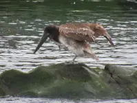 birds at the port 016.webp