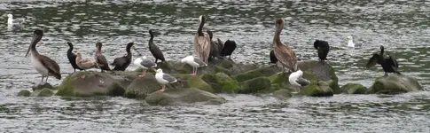 birds at the port 010.webp