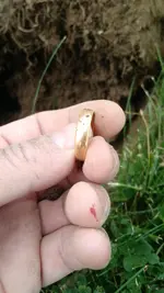 ring5817.webp