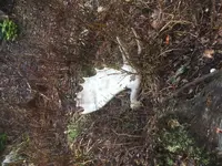 IMG_0090.webp IMG_0090.webp