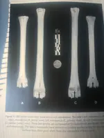 deer bone (2).webp