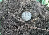 100_5069.webp
