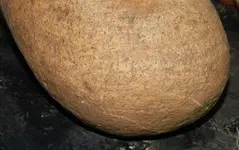 DSCN6114.webp