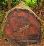 stout grove 065.webp