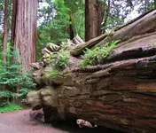stout grove 071.webp