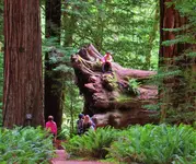 stout grove 074.webp