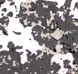 microscope slice pontllyfni.webp